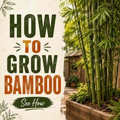 How To Grow Bamboo In Your Garden How To Grow Bamboo In Your Garden