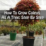 How To Grow Coleus As A Tree: Step By Step