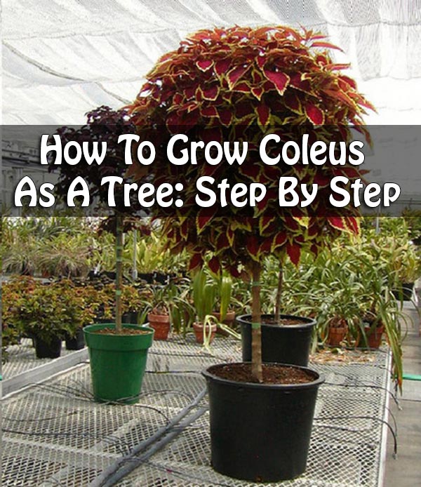 How To Grow Coleus As A Tree: Step By Step