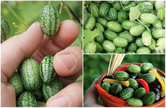 How To Grow Cucamelons: Grape Sized Cukes
