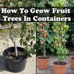 How To Grow Fruit Trees In Containers