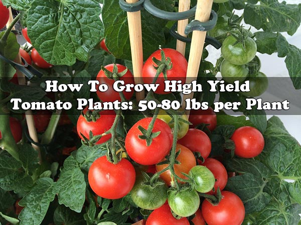 How To Grow High Yield Tomato Plants: 50-80 lbs per Plant