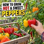 How To Grow Hot & Sweet Peppers