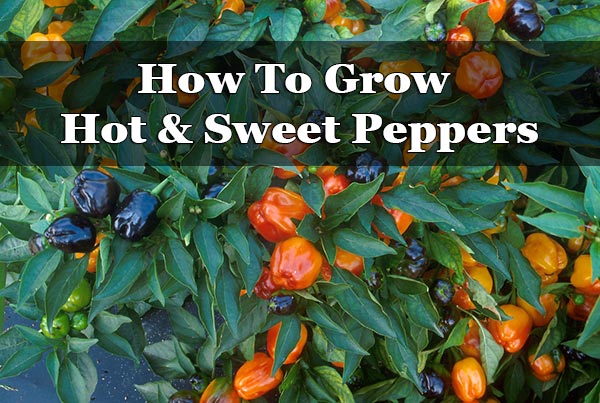 How To Grow Hot & Sweet Peppers