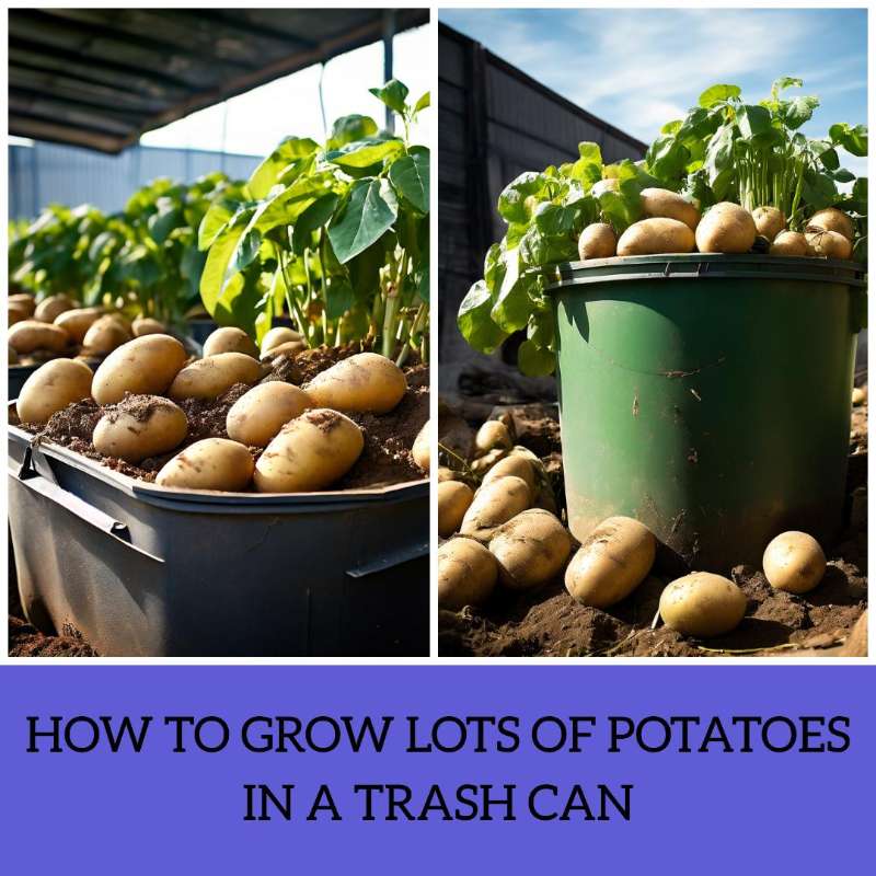 How To Grow Lots Of Potatoes In A Trash Can