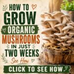 How To Grow Organic Mushrooms In Two Weeks