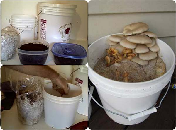 How To Grow Organic Mushrooms In Two Weeks