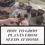 How To Grow Plants From Seeds At Home