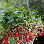 How To Grow Strawberries In A Basket