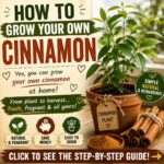 How To Grow Your Own Cinnamon 
