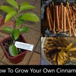 How To Grow Your Own Cinnamon