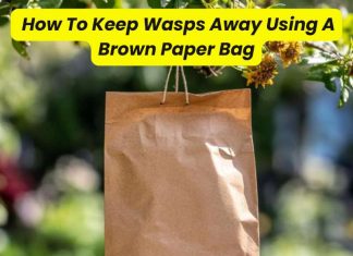 How To Keep Wasps Away Using A Brown Paper Bag How To Keep Wasps Away Using A Brown Paper Bag