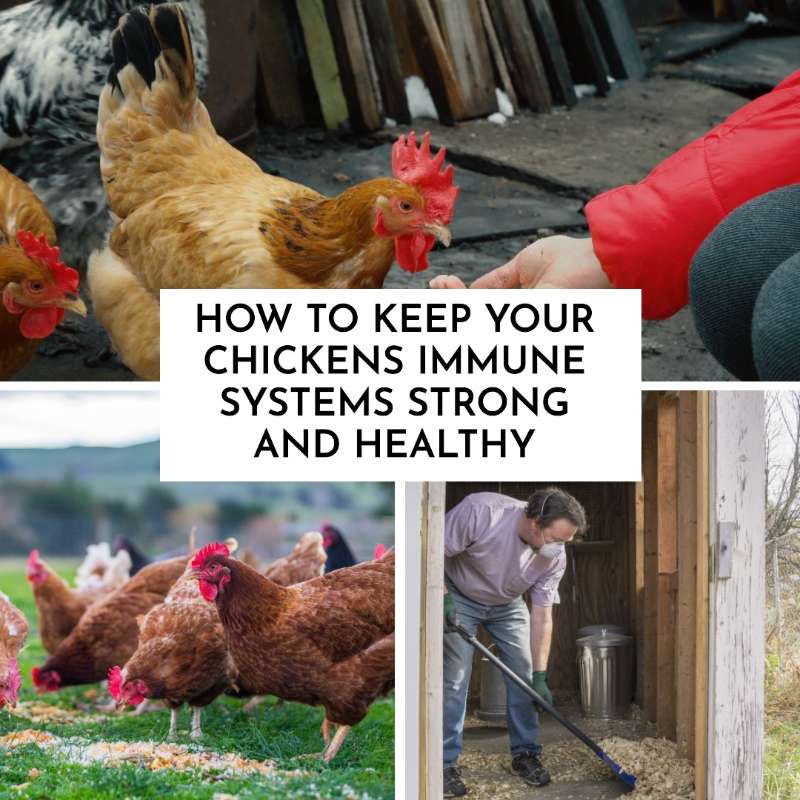 How To Keep Your Chickens Immune Systems Strong and Healthy