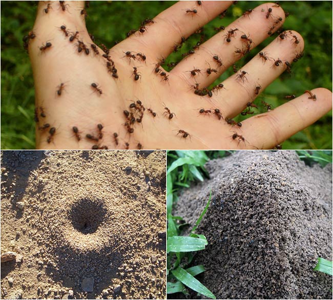How To Kill Ant Hills Using One Natural Ingredient