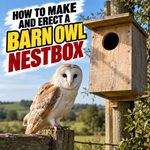 How To Make And Erect A Barn Owl Nestbox