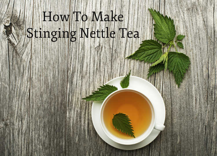 How To Make Stinging Nettle Tea