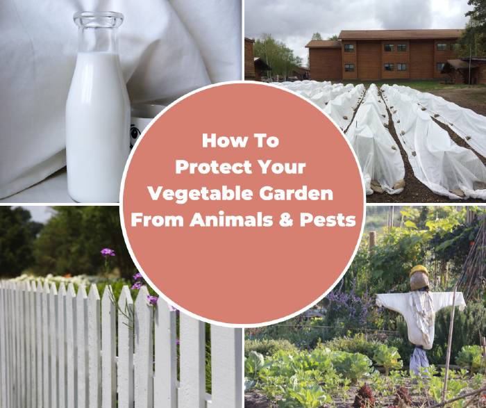 Ways To Predator Proof Your Vegetables