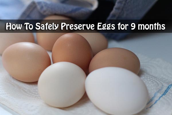 How To Safely Preserve Eggs for 9 months 