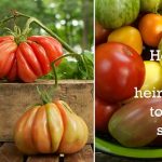 How To Save Heirloom Seeds For Next Spring