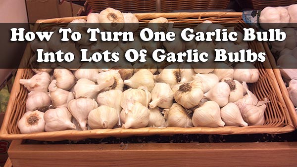 How To Turn One Garlic Bulb Into Lots Of Garlic Bulbs