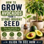 How to Grow Avocados from a Store-Bought Avocado Seed