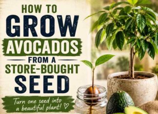 How to Grow Avocados from a Store-Bought Avocado Seed How to Grow Avocados from a Store-Bought Avocado Seed