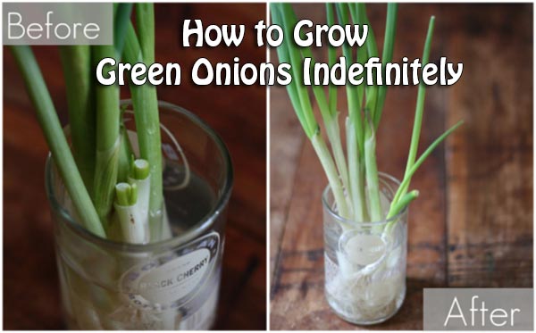 How to Grow Green Onions Indefinitely