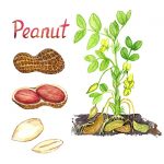 How to Grow Peanuts In or out of Containers 