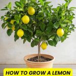 How to Grow a Lemon Tree from Seed