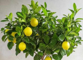 How to Grow a Lemon Tree from Seed How to Grow a Lemon Tree from Seed
