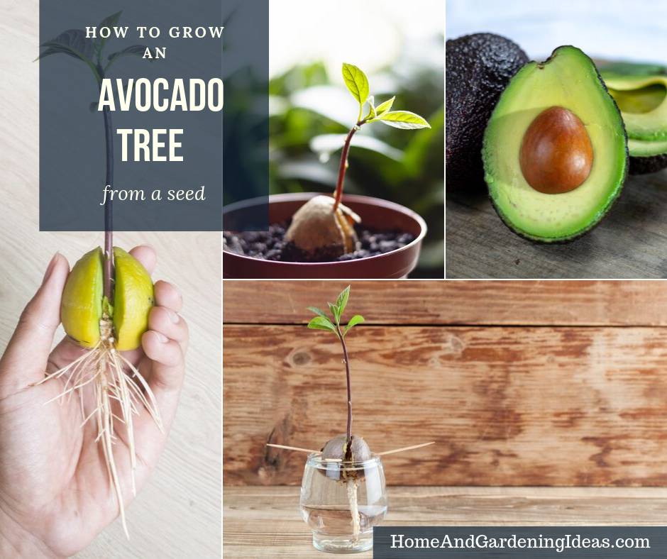 How to Grow an Avocado Tree