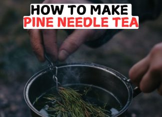 How to Make Pine Needle Tea How to Make Pine Needle Tea
