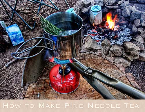 How to Make Pine Needle Tea 