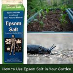 How-to-Use-Epsom-Salt-in-Your-Garden-500x516