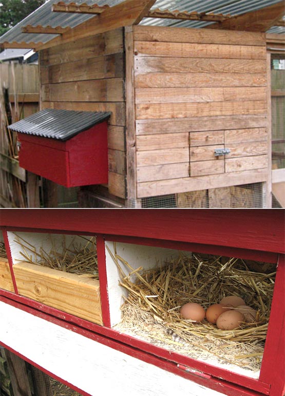  How to build external nest boxes for your chicken coop 