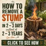 How to remove a stump in 2 - 3 days instead of 2 - 3 years