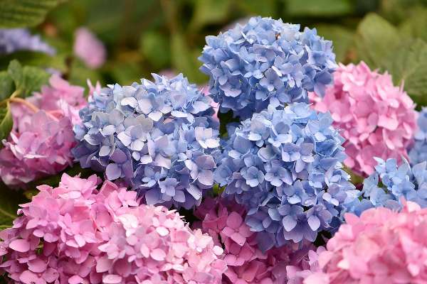 Hydrangeas blossom 