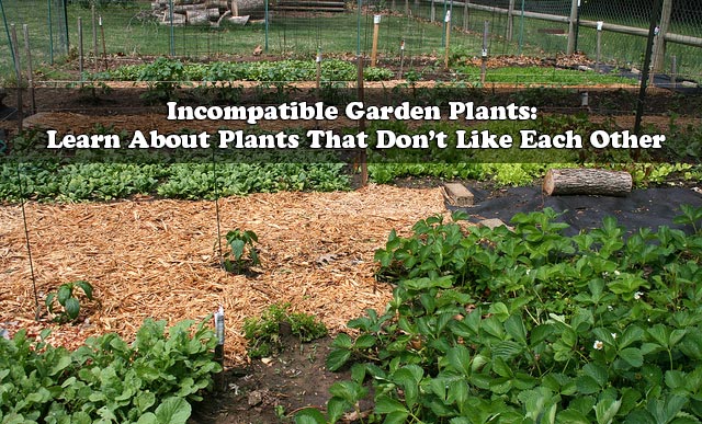 Incompatible Garden Plants: Learn About Plants That Don’t Like Each Other