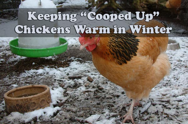 Keeping-“Cooped-Up”-Chickens-Warm-in-Winter-
