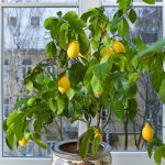 Lemon Tree Indoors