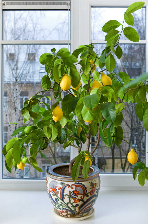 Lemon Tree Indoors