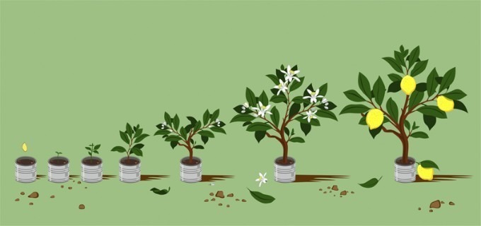 How to Grow a Lemon Tree from Seed