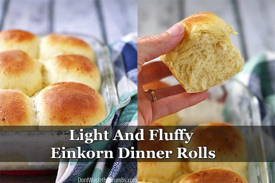 Light And Fluffy Einkorn Dinner Rolls