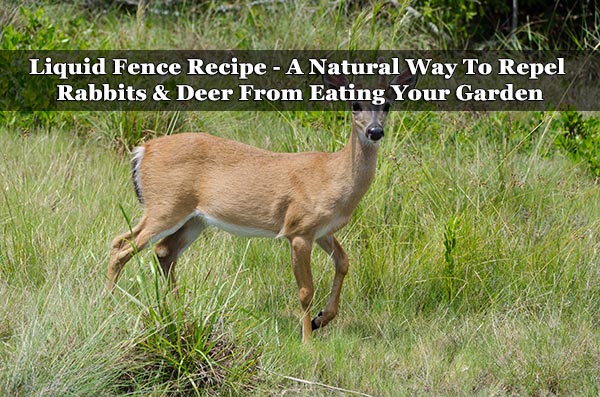 Liquid Fence Recipe - A Natural Way To Repel Rabbits And Deer From Eating Your Garden