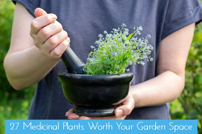 27 Medicinal Plants Worth Your Garden Space