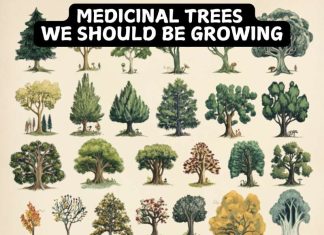 8 Medicinal Trees We Should Be Growing Medicinal Trees We Should Be Growing