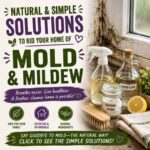 Natural and Simple Solutions to Rid Your Home of Mold and Mildew