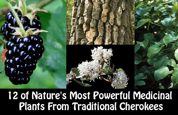12 of Nature's Most Powerful Medicinal Plants From Traditional Cherokees