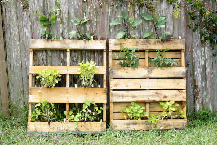 No Fuss Vegetable Pallet Garden