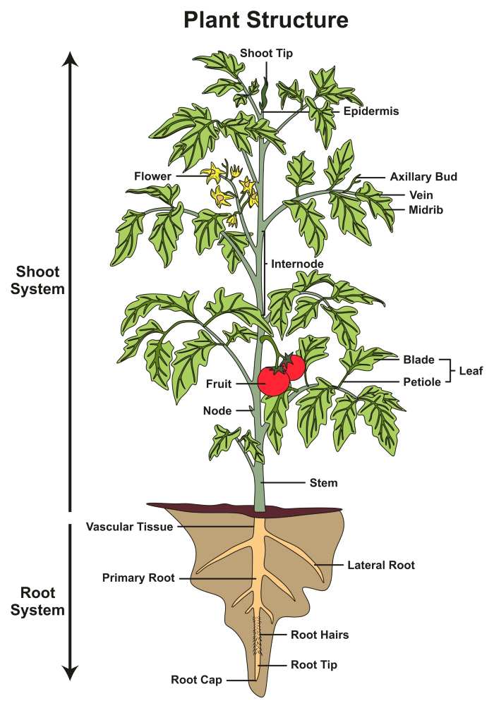 Organic Tomato Garden Tips